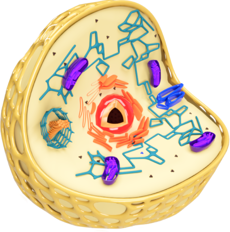Animal cell